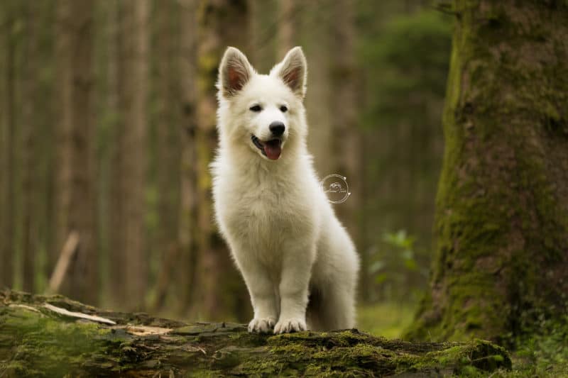 Séance Canine Berger Blanc Suisse dans la forêt