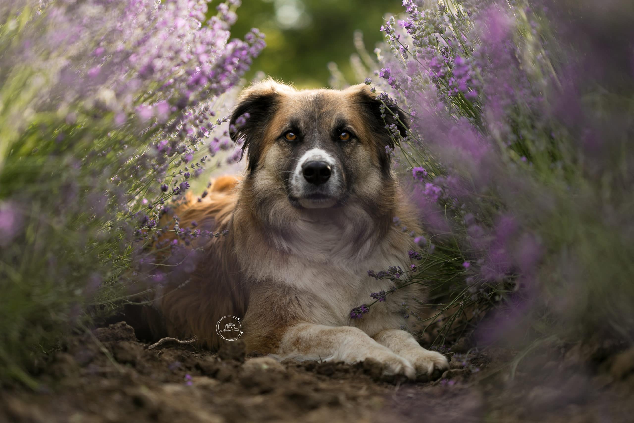 Photo d'un chien couché dans les lavandes