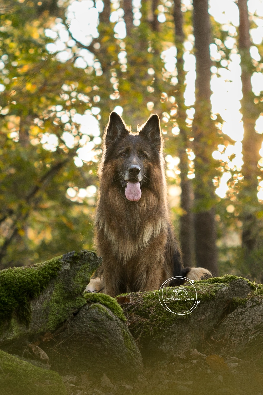 Photo d'un berger allemand dans une forêt