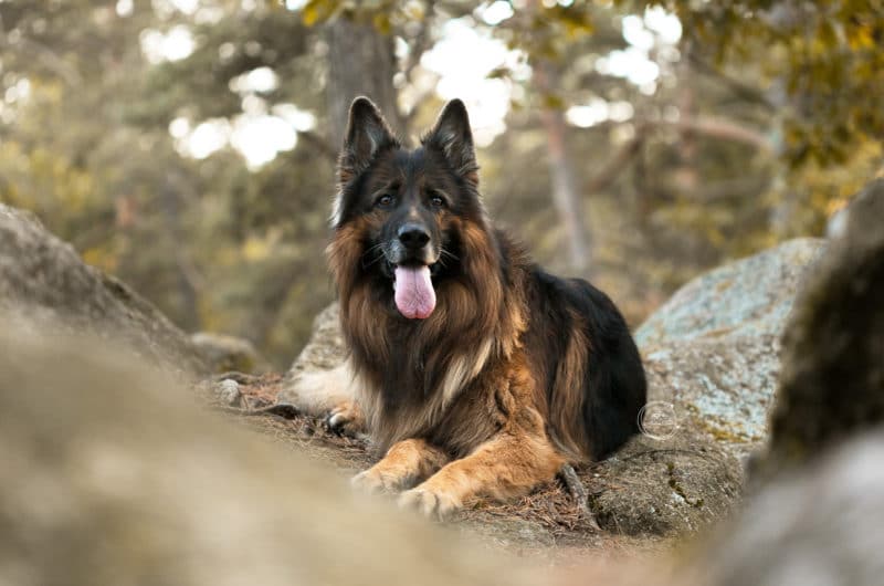 Photo d'un chien dans la nature