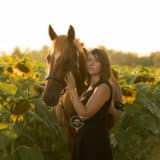 Séance Equestre dans les tournesols