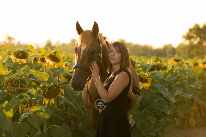 Séance Equestre dans les tournesols