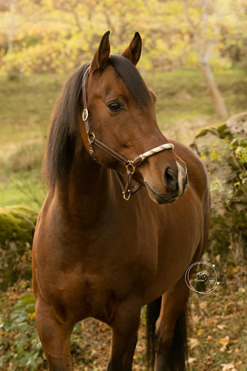 Photo d'un cheval en liberté