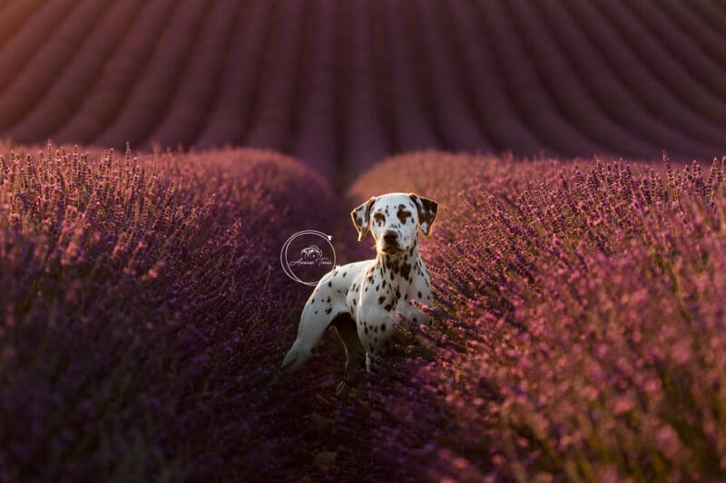 Photo d'un dalmatien dans les Lavandes à Valensole en Provence