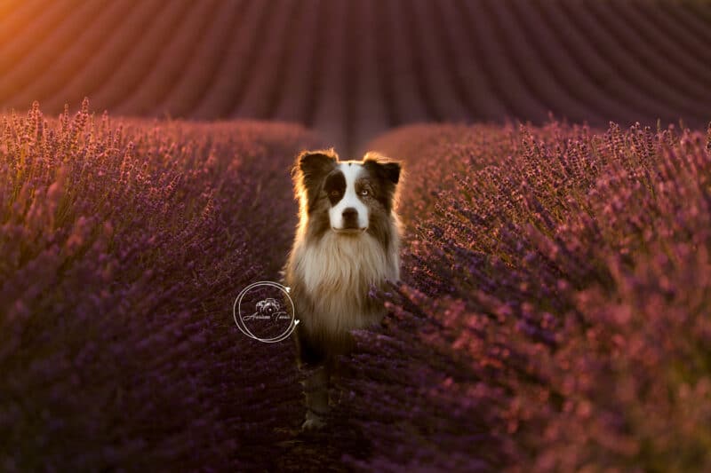 Photo d'un chien dans les Lavandes à Valensole en Provence
