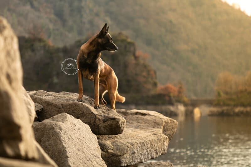 Séance Photo Chien - Photographe Saint-Etienne Loire