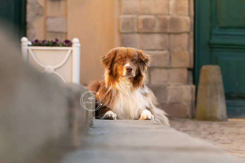 Séance Photo Chien - Photographe Montbrison Loire