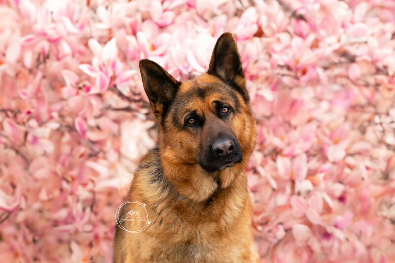 Séance Photo Chien Magnolia - Photographe Saint-Etienne Loire